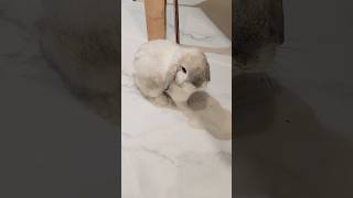 우쭈쭈 자라다가 냉정해지니까 적응이 안되는 토끼..😭