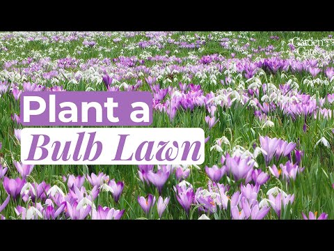 Video: Growing Spring Starflower Bulbs - Paano At Kailan Magtatanim ng Ipheion Starflower Bulbs