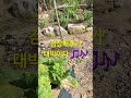 나는자연인이다 🎵  #배추#김장#오지