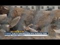 Wood from emerald ash borer-damaged trees being turned into household items Wood from emerald ash borer-damaged trees being turned into household items
