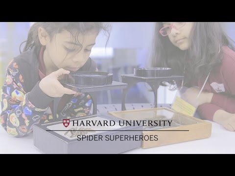 Spider superheroes at the Harvard Ed Portal