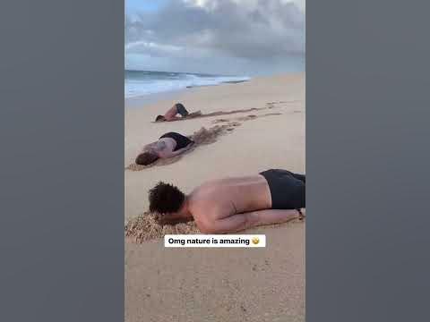 [問卦] 擱淺的海龜若沒游回去怎摸半