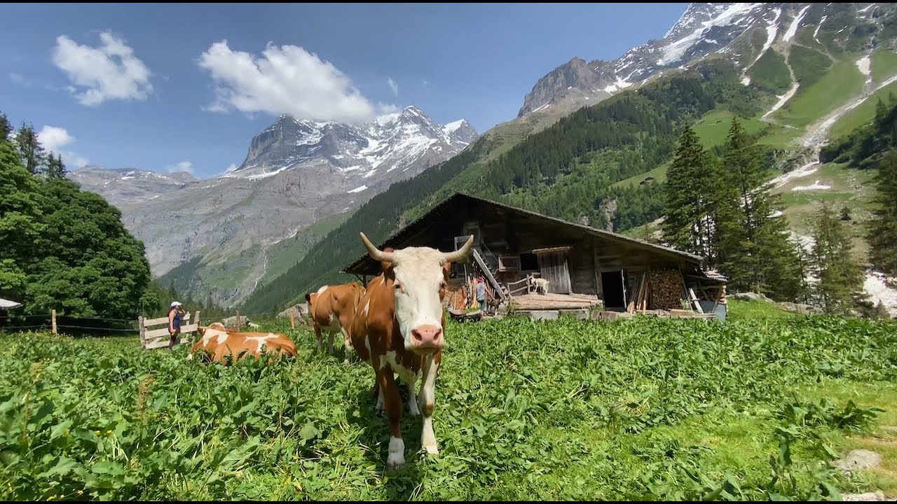 Switzerland - Alpaufzug (Stechelberg - Schiirboden)