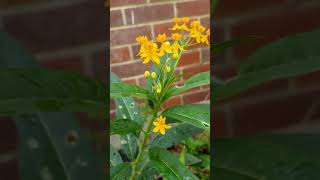 inherited traits of a plant