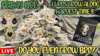 Do you even grow bro? #54 Harvest show!!