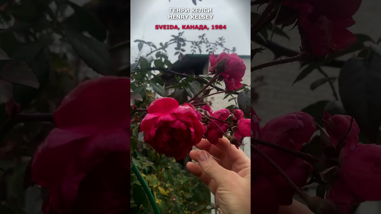 Роза генри матиз