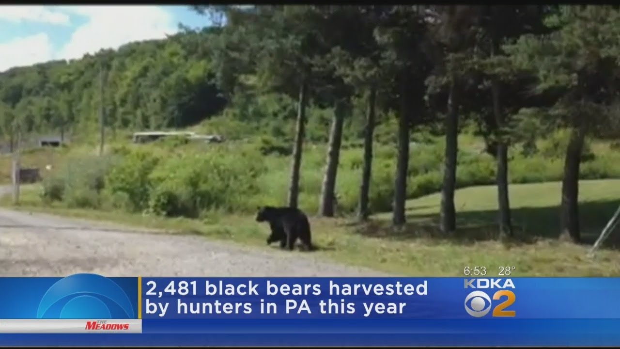 Pennsylvania Hunters Harvested More Than 2,400 Bears This Year YouTube