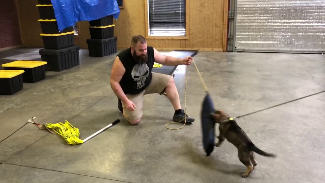 camera iphone 8 plus apk Sloan von Prufenpuden Super Star German Shepherd Puppy