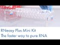 Rneasy plus mini kit  the faster way to pure rna