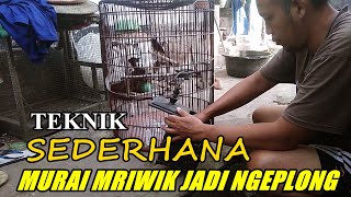 Teknik sederhana bikin burung murai batu mriwik jadi ngeplong