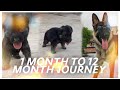 German Shepherd "Rocky" life journey from 1 month to 1 year #GermanShepherd