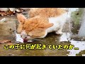 雨水を飲むお腹の膨れた猫… その理由が衝撃的です