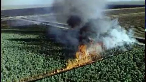 Everglades Harvest (Florida's Sugarcane Industry, ...