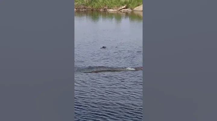 Alligator Chasing RC Boat / Louisiana