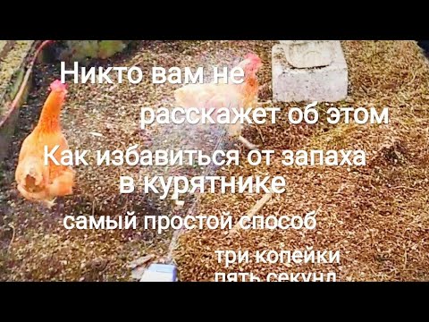 Как избавиться от запаха в курятнике. Самый простой и дешёвый способ.  Спорим ты не знаешь этого!!!