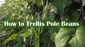 How to Trellis Pole Beans