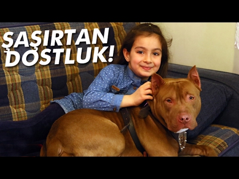 Video: Köpeğinizden uzak tutmak için şükran günleri