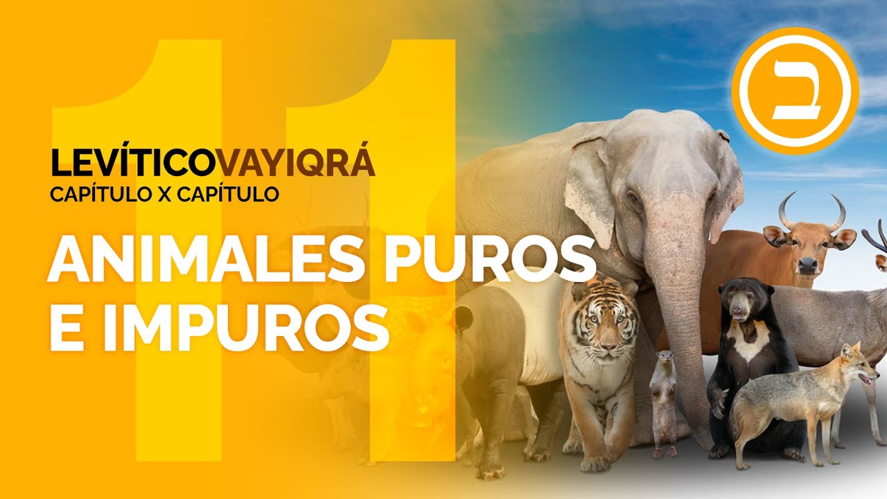 LEVÍTICO 11 - Animales puros e impuros | Jonatan Mira - YouTube