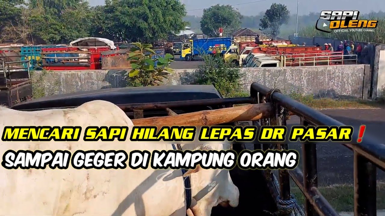 ПОИСКИ КОРОВЫ, ПРОПАВШЕЙ С РЫНКА❗️, ВЫЗЫВАЮТ ШУМ В ДЕРЕВНЕ