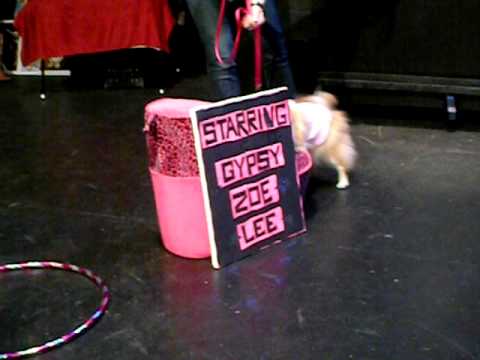 Gypsy Zoe Lee the Pomeranian performs her talent at the 2009 Barking Beauty Pageant NYC