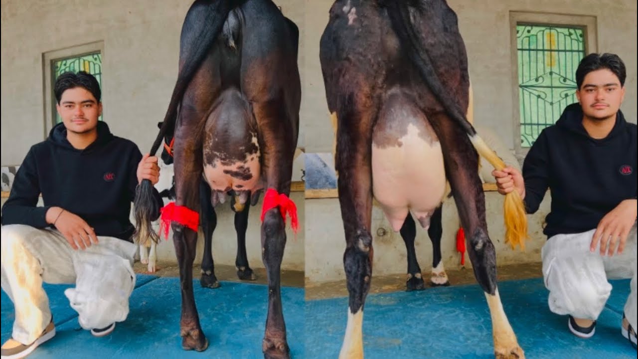 ਪਿੰਡ ਛੰਨਾ ਗੁਲਾਬ ਸਿੰਘ ਵਾਲਾ। ਦੋ ਤਾਜ਼ੀਆਂ ਸੂਈਆਂ ਗਾਵਾਂ ਵਿਕਾਉ 👌🏻🔥ਮਗਰ ਵੱਛੀ 💎👌🏻🔥ਘੱਟ ਰੇਟ 😱🔥Bawa dairy farm