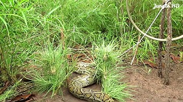 Primitive Technology: Awesome Quick Snake Trap Using Bicycle Wheel Work 100%  by Jungle HD