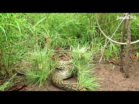 Primitive Technology: Awesome Quick Snake Trap Using Bicycle Wheel Work 100%  by Jungle HD
