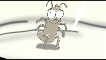 Flea in a Glass Jar Experiment