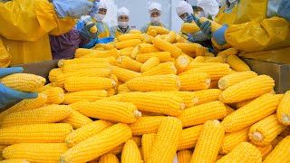 картинка: Первые в мире жареные початки и мороженое из кукурузы, ставшие легендой с одного укуса 