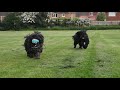 Fun with the Hungarian Puli dogs の動画、YouTube動画。