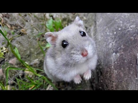 Gerbil 🐭 Unconventional Cute Pet! | 1 Minute Animals