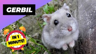 Gerbil 🐭 Unconventional Cute Pet! | 1 Minute Animals