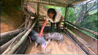 Me regalaron estas chanchos y así les arregle la chanchera en la finca