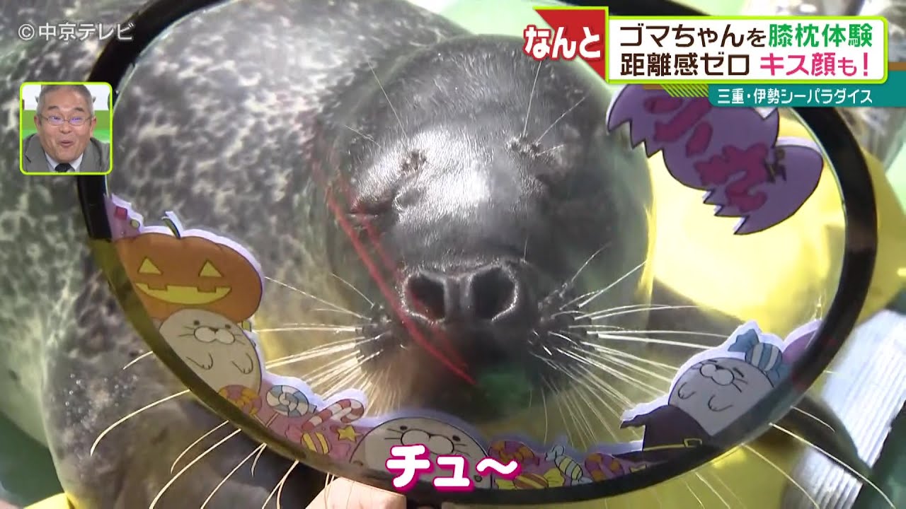 激レア◎三重限定◎二見シーパラダイスあっかんべーアザラシキティ◎根付けストラップ 激レア◎三重限定◎二見シーパラダイスあっかんべーアザラシキティ