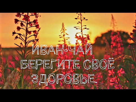 ВСЕ СЕКРЕТЫ ПРО ИВАН-ЧАЙ,КИПРЕЙ, КОПОРСКИЙ ЧАЙ.