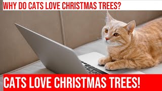 Cats and Christmas Trees: Why Do They Love Climbing Trees?