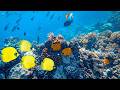 Fish Tank Screensaver Aquarium 🐠 | Relaxing Sleep Music & Ambient Water (5 Hours 4K UHD)