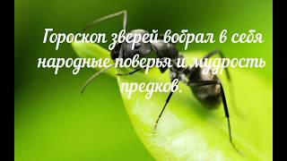 Славянский гороскоп зверей: Рожденный под знаком Муравья (10 августа — 9 сентября) Славянский гороскоп зверей: Рожденный под знаком Муравья (10 августа — 9 сентября)