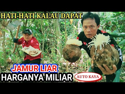 Tumbuh Liar❗Jamur ini Di Hargai 1,5 Miliar Cuma Berat 850 Gram Saja