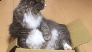 おっさんのような佇まいをする猫 ノルウェージャンフォレストキャットCat looks like an old man.Norwegian Forest Cat.