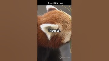 Exploring the Enchanting World of the Red Panda.  #facts #animals #animalkingdom #wildlife #nature