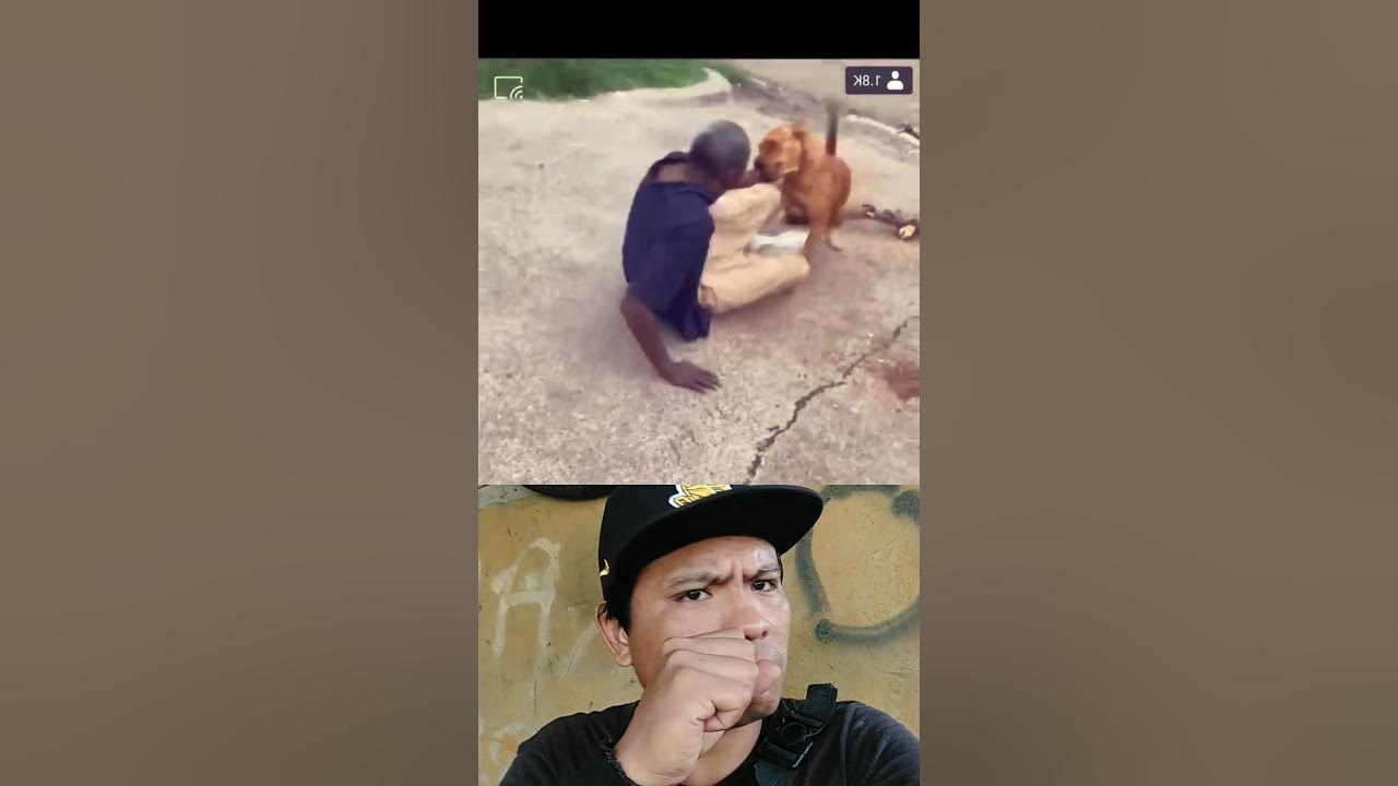 German shepherd save the old man germanshepherd youtube