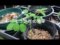 【葉っぱ系】モリンガ の成長・発芽　モリンガ を種子から育てています(*´꒳`*) モリンガ 種子から14日　　植物の成長　ハーブ育て方　トッコチャンネルたこ心