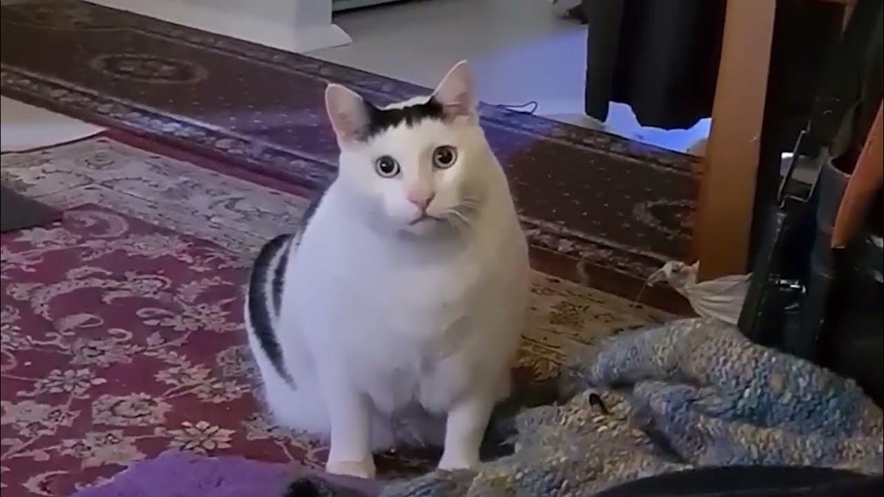 Мем с котом и кошкой которая спрашивает