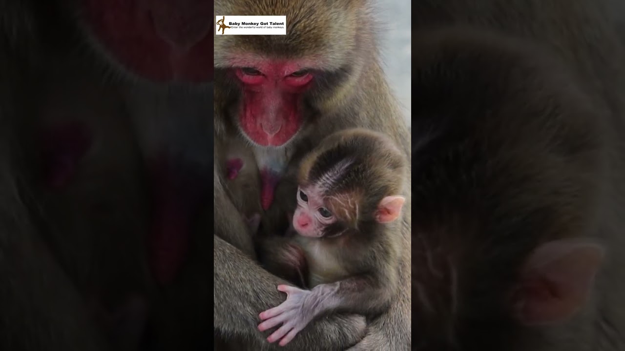 生後3日 ペッパーミル 赤ちゃん猿 / Day 3 of Life: Adorable Baby