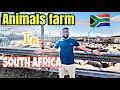 Beautiful animals in south africa  african animals   aj ik farm house ka visit kiya 