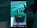 Lake Baikal is hiding MONSTERS #sturgeon #ultimatefishingsimulator #fishinggame  #fishingsimulator