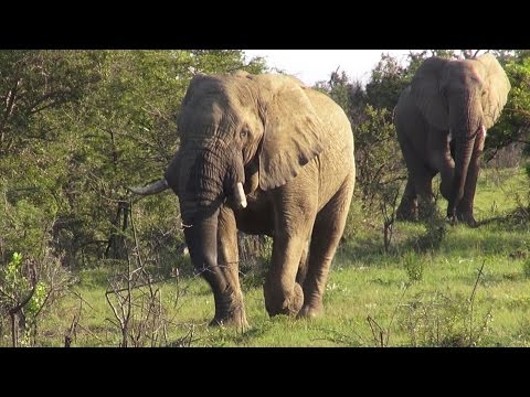 Wideo: Hluhluwe-Imfolozi Park, Republika Południowej Afryki: Kompletny przewodnik