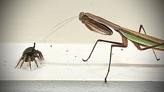 WHO WILL WIN Mantis VS Crab