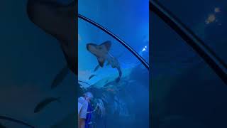Shark encounter at sea world San Diego pt 2